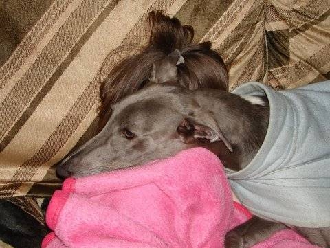 Josie - Greyhound (4 ans)