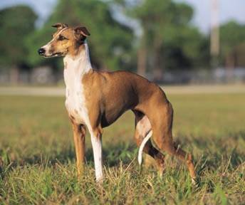 lightning - Greyhound Mâle (2 ans)