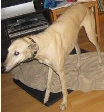 Charity - Greyhound (10 ans)