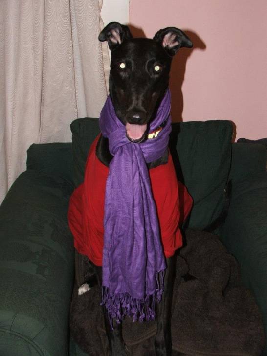 Lee - Greyhound Mâle (4 ans)