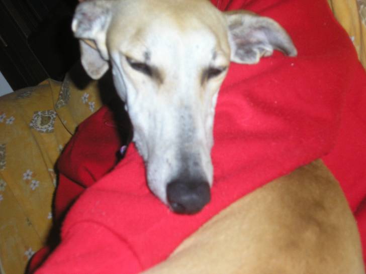 Rhia - Greyhound (2 ans)