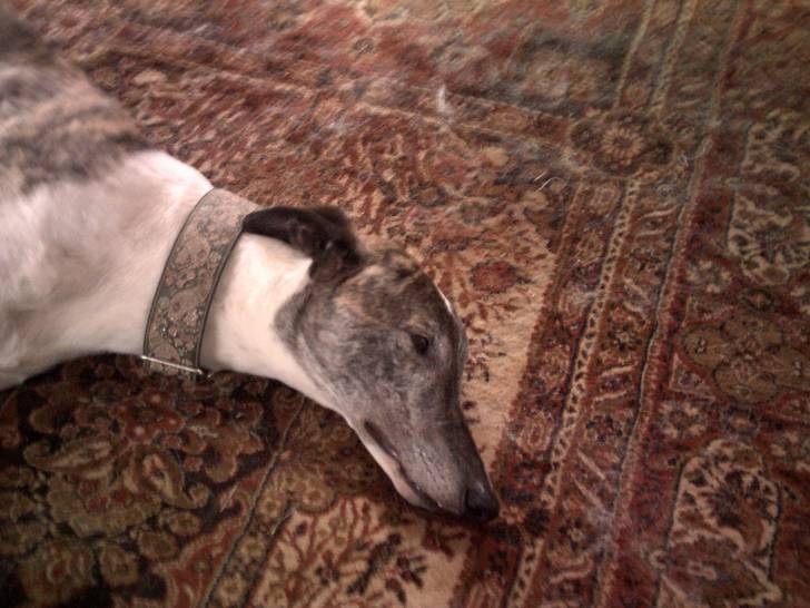 Wrecks - Greyhound Mâle (6 ans)