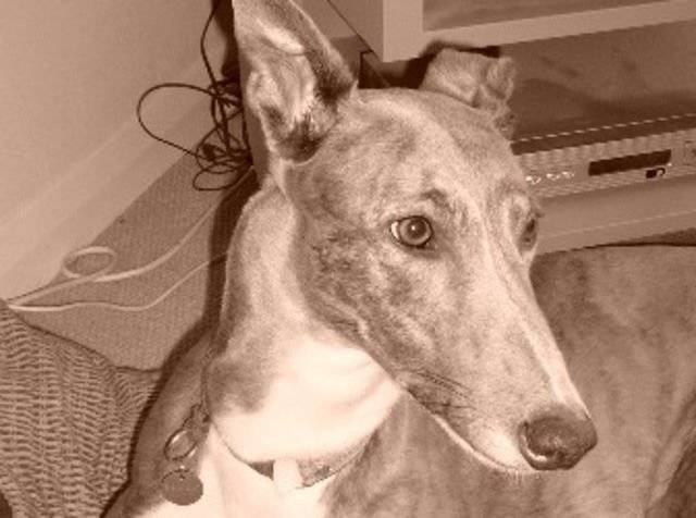 Frieda - Greyhound (12 ans)