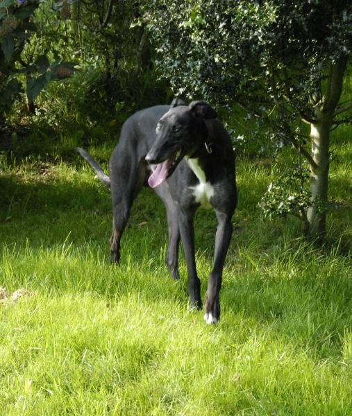 Owen - Greyhound Mâle (3 ans)
