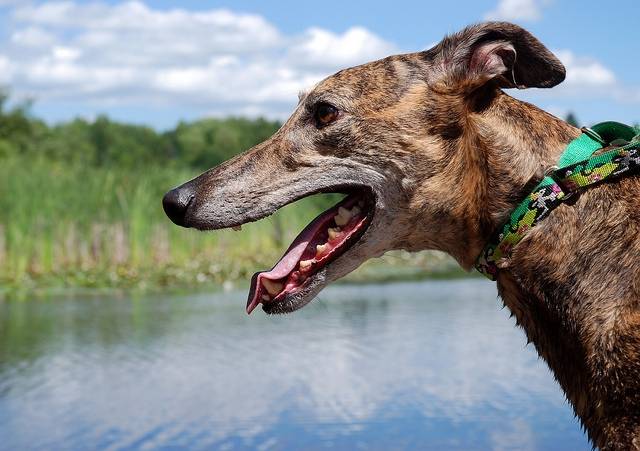Flash - Greyhound Mâle (5 ans)