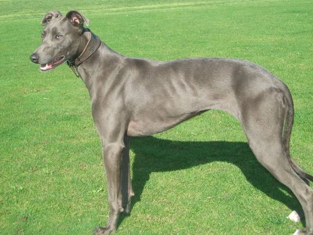 Taz - Greyhound Mâle (2 ans)
