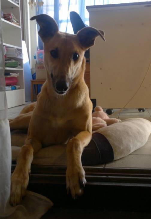 Bella - Greyhound (7 mois)