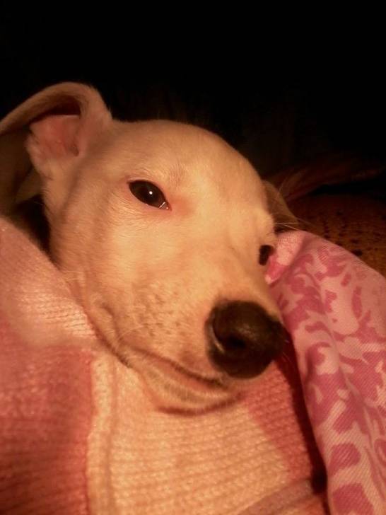 La princesa mora - Greyhound (3 mois)