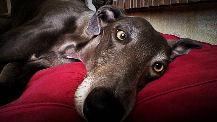 Galéna - Greyhound (3 ans)