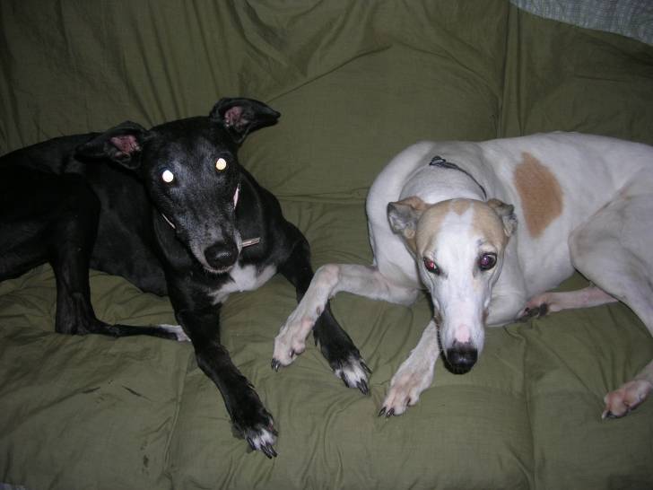 Meg and Priscilla - Greyhound (Autre)