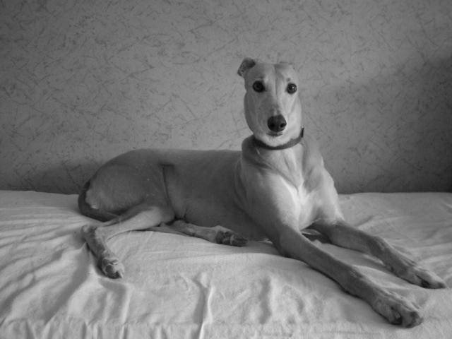 BEAUTY - GREYHOUND - Greyhound