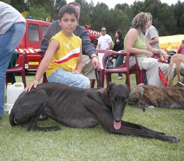Greyhound - Greyhound