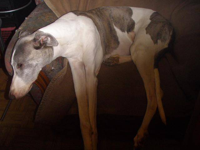Greyhound - Prestance de Bleu Manoir - Greyhound