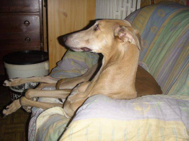 Greyhound - Ulsanne de Belouyeva - Greyhound
