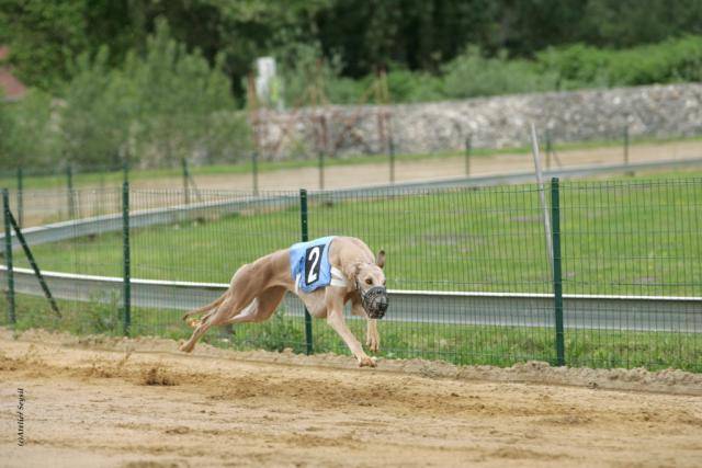Greyhound - Ulsanne de Belouyeva - Greyhound