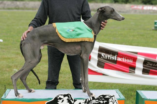 Greyhound - Up to date de Belouyeva - Greyhound