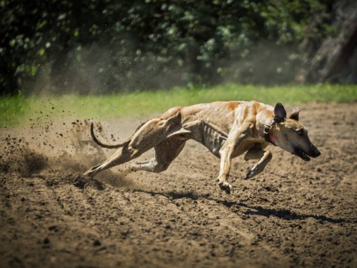 Le chien le plus rapide au monde