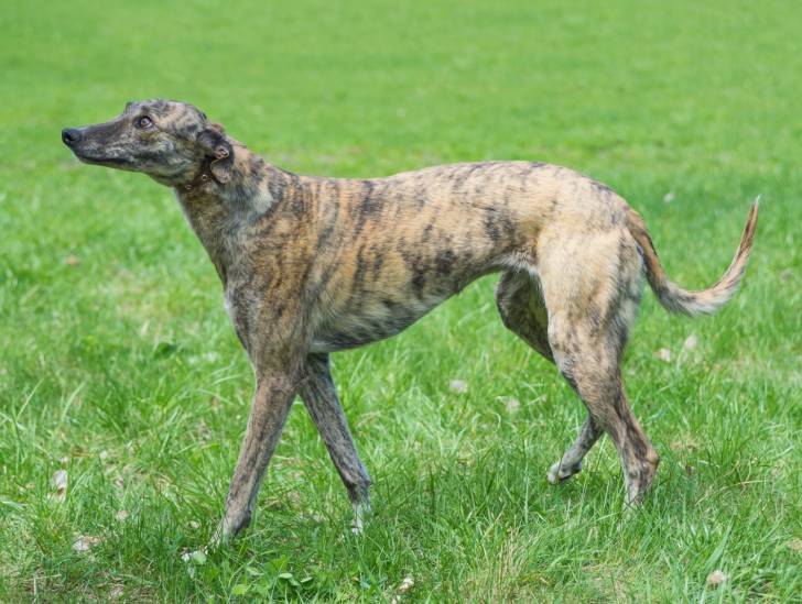 Un English Greyhound bringé marche dans l'herbe