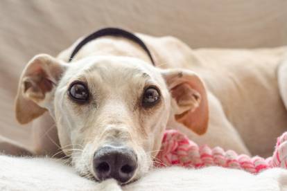 5 races de chiens qui peuvent vivre en appartement - L'Écho de Maskinongé