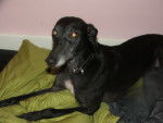 Stray/Edie - Greyhound Femelle (6 ans)