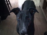 Jenny - Greyhound Femelle (5 ans)