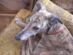 Photo Greyhound
