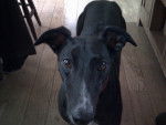 Jenny - Greyhound Femelle (4 ans)