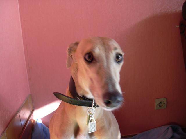 GREYHOUND BEAUTY - Greyhound