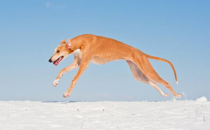 Le Greyhound, ou Lévrier anglais