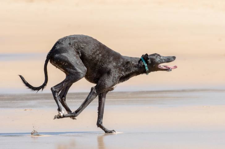 Un Greyhound noir court sur la plage