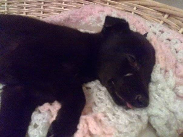 noah - Greyhound Mâle (10 mois)