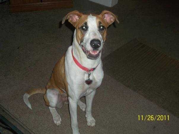 olivia - Greyhound Femelle (5 ans)