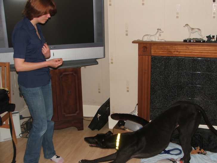 Lee - Greyhound Mâle (4 ans)