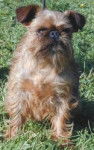 Griffon Belge - Griffon Belge
