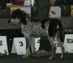 Photo Griffon Bleu de Gascogne