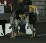Photo Griffon Bleu de Gascogne