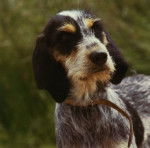 Photo Griffon Bleu de Gascogne