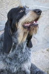 Photo Griffon Bleu de Gascogne