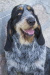 Photo Griffon Bleu de Gascogne
