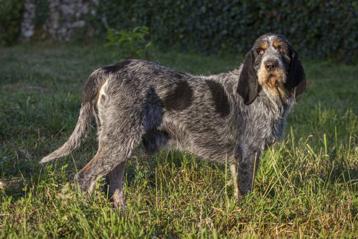 Un Griffon Bleu de Gascogne gris avec des taches noires dans un parc