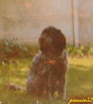 Black - Korthals Mâle