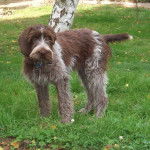 Ficelle Griffon Korthals - Korthals