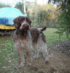 griffon korthals Ficelle - Korthals