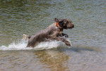 Un Korthals bondit dans l'eau