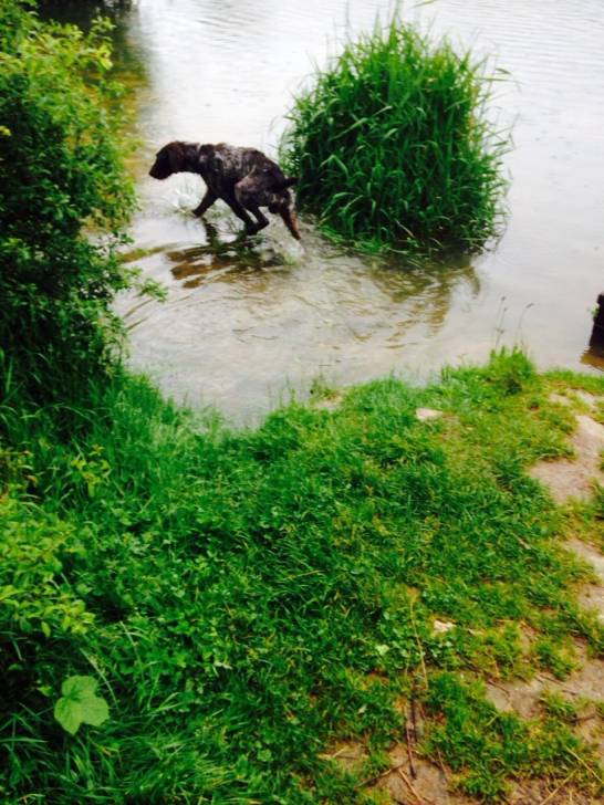 Icare - Korthals Mâle (6 ans)