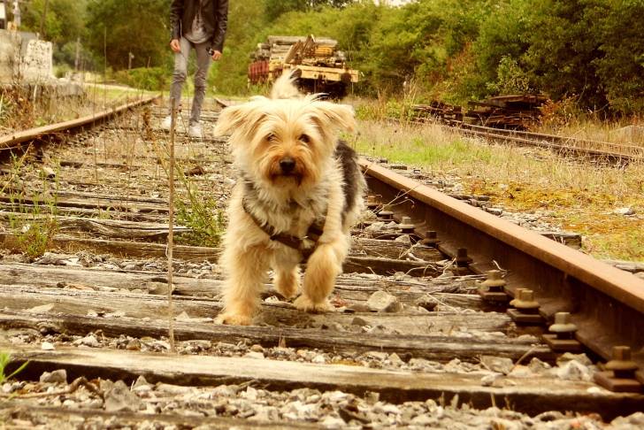 Lucky - Korthals Mâle (7 ans)