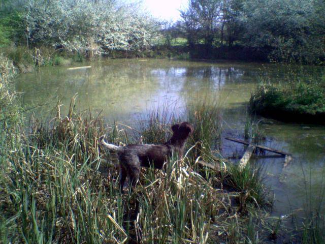 griffon korthals:balcO - Korthals