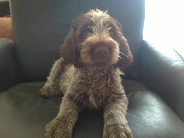 GARAÏ GRIFFON KORTHALS - Korthals