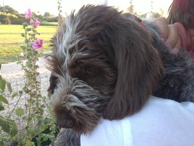 GARAÏ GRIFFON KORTHALS - Korthals