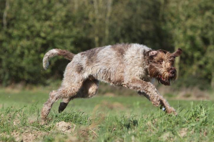 Un Griffon Korthal court dans un champ